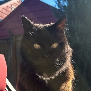 Meet your Posher, Jasper